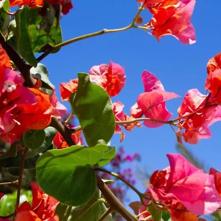 Villa Alessandra Puerto del Carmen (Lanzarote)